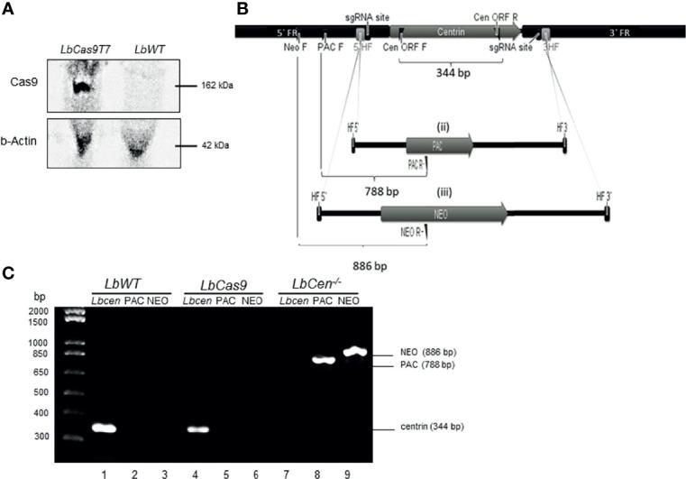 https://cdn.ncbi.nlm.nih.gov/pmc/blobs/01b8/8892584/6bff73e2fb86/fcimb-11-790418-g002.jpg