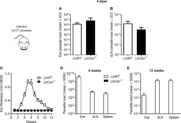 https://cdn.ncbi.nlm.nih.gov/pmc/blobs/01b8/8892584/de46d8cee4a9/fcimb-11-790418-g008.jpg