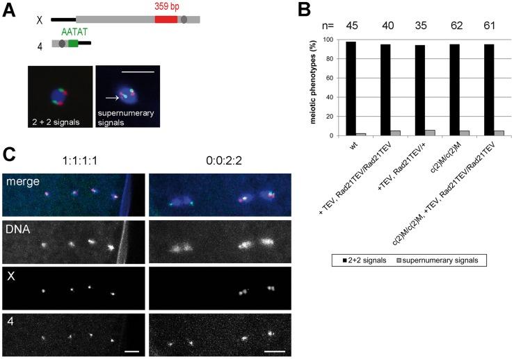 https://cdn.ncbi.nlm.nih.gov/pmc/blobs/01b9/4125089/a9456990fda2/pgen.1004540.g005.jpg
