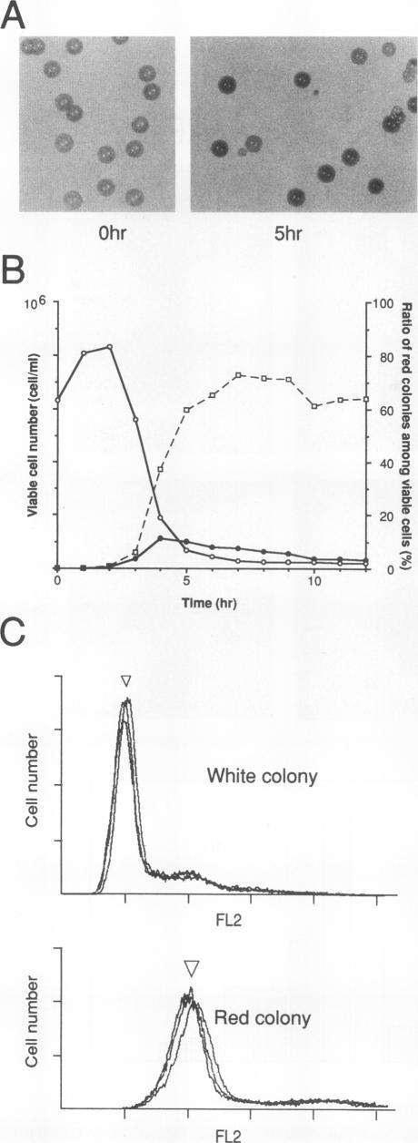 https://cdn.ncbi.nlm.nih.gov/pmc/blobs/01ba/359162/e8c7497a7622/molcellb00009-0762-a.jpg