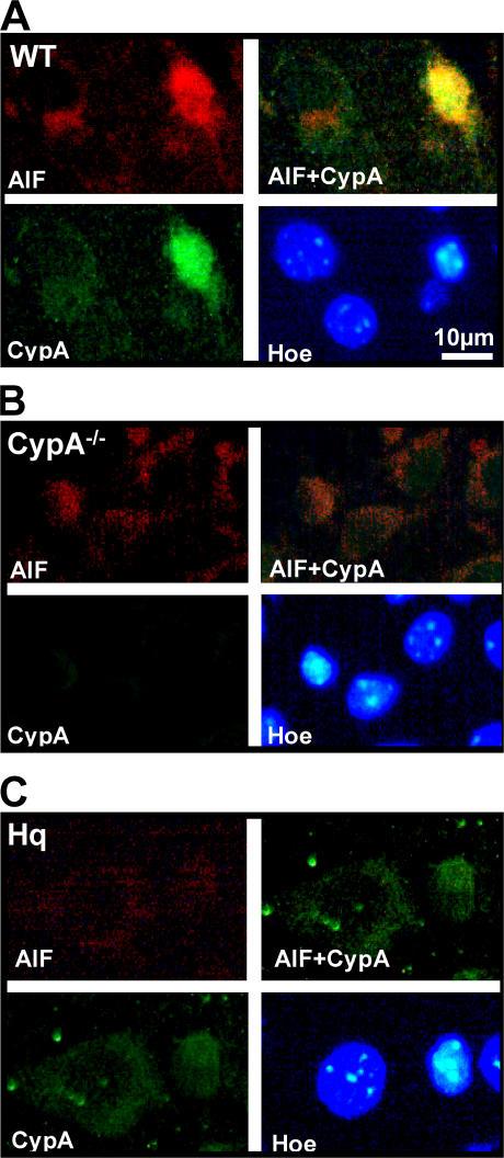 https://cdn.ncbi.nlm.nih.gov/pmc/blobs/01bc/2118669/78367de7eef3/jem2041741f03.jpg