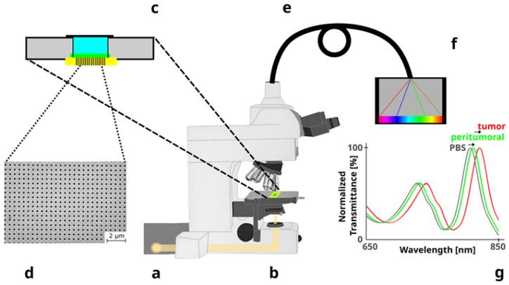 https://cdn.ncbi.nlm.nih.gov/pmc/blobs/01bd/10296434/5d951a0ad3ce/biosensors-13-00591-g002.jpg