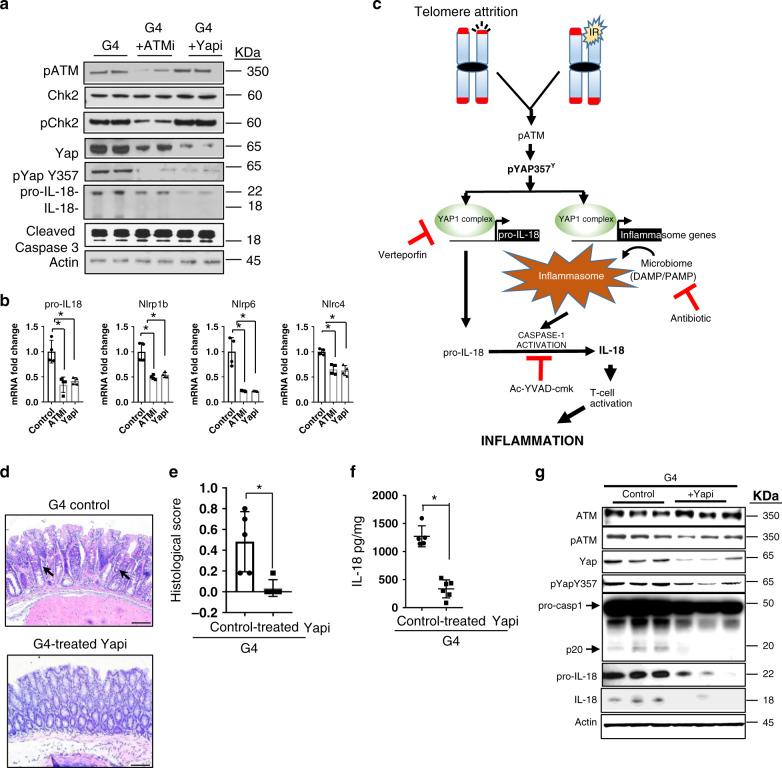 https://cdn.ncbi.nlm.nih.gov/pmc/blobs/01bd/7505960/ed8dfdaff0f0/41467_2020_18420_Fig4_HTML.jpg