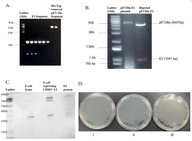https://cdn.ncbi.nlm.nih.gov/pmc/blobs/01be/11746998/c944b1fb0bd2/fimmu-15-1500622-g001.jpg