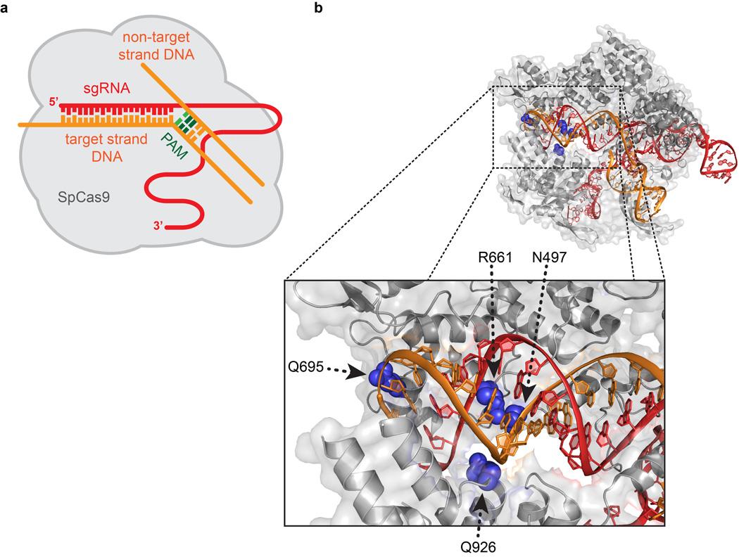 https://cdn.ncbi.nlm.nih.gov/pmc/blobs/01c1/4851738/b05ae093fd2a/nihms744047f6.jpg