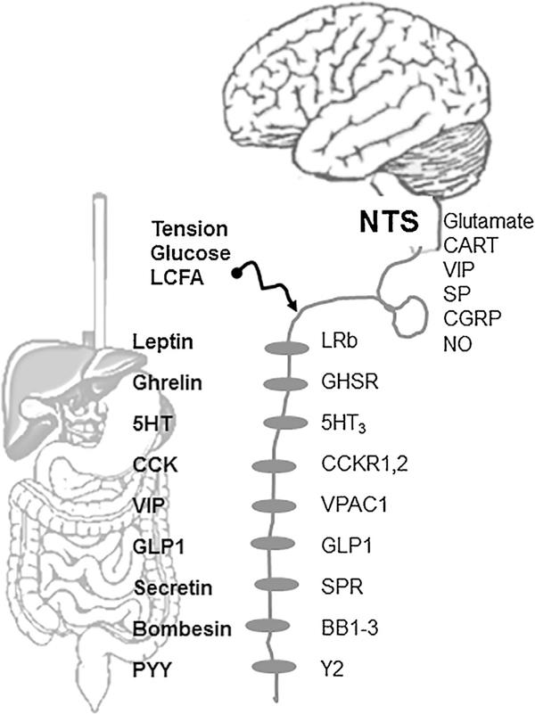 https://cdn.ncbi.nlm.nih.gov/pmc/blobs/01c1/6318799/2aed32294181/nihms-988077-f0001.jpg