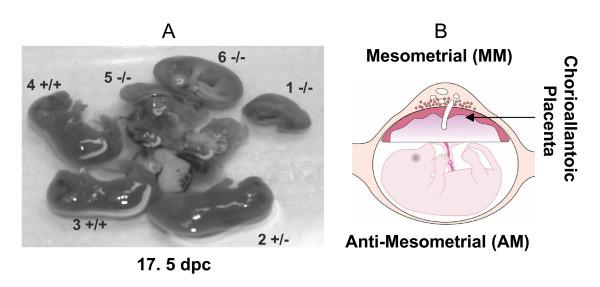 https://cdn.ncbi.nlm.nih.gov/pmc/blobs/01c3/1852108/1148eca5d181/1477-7827-5-13-1.jpg