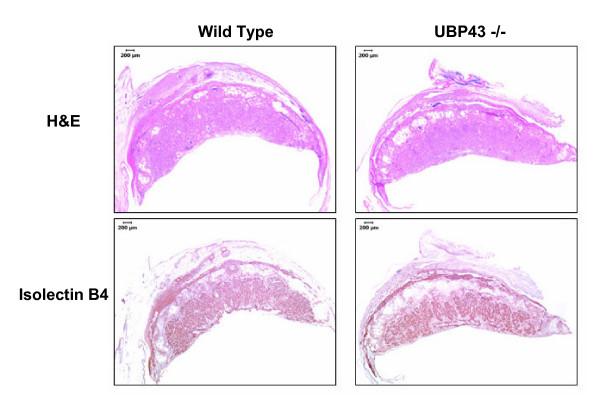 https://cdn.ncbi.nlm.nih.gov/pmc/blobs/01c3/1852108/1349490bee0c/1477-7827-5-13-7.jpg