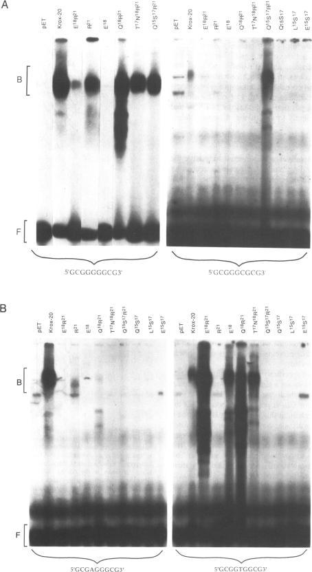 https://cdn.ncbi.nlm.nih.gov/pmc/blobs/01c3/334117/0bf7294c2ebe/nar00227-0028-a.jpg