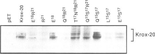 https://cdn.ncbi.nlm.nih.gov/pmc/blobs/01c3/334117/5d5c82868afa/nar00227-0026-a.jpg
