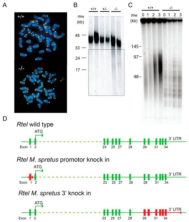 https://cdn.ncbi.nlm.nih.gov/pmc/blobs/01c5/6896191/55caaea6f9ce/genes-10-00870-g005.jpg