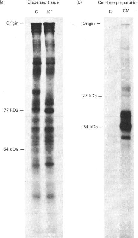 https://cdn.ncbi.nlm.nih.gov/pmc/blobs/01c7/1152931/ce8c16dd9851/biochemj00289-0013-a.jpg