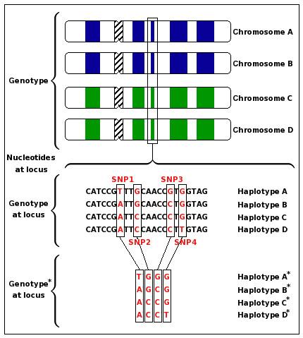 https://cdn.ncbi.nlm.nih.gov/pmc/blobs/01c8/2566320/442a57107ee1/1471-2164-9-356-1.jpg