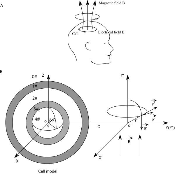 https://cdn.ncbi.nlm.nih.gov/pmc/blobs/01c8/2836366/5682ba05bc1e/1743-0003-7-12-1.jpg