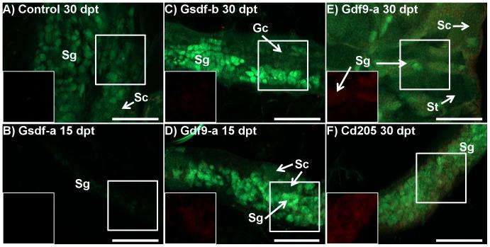 https://cdn.ncbi.nlm.nih.gov/pmc/blobs/01c9/4250200/b441d1956219/pone.0114209.g007.jpg