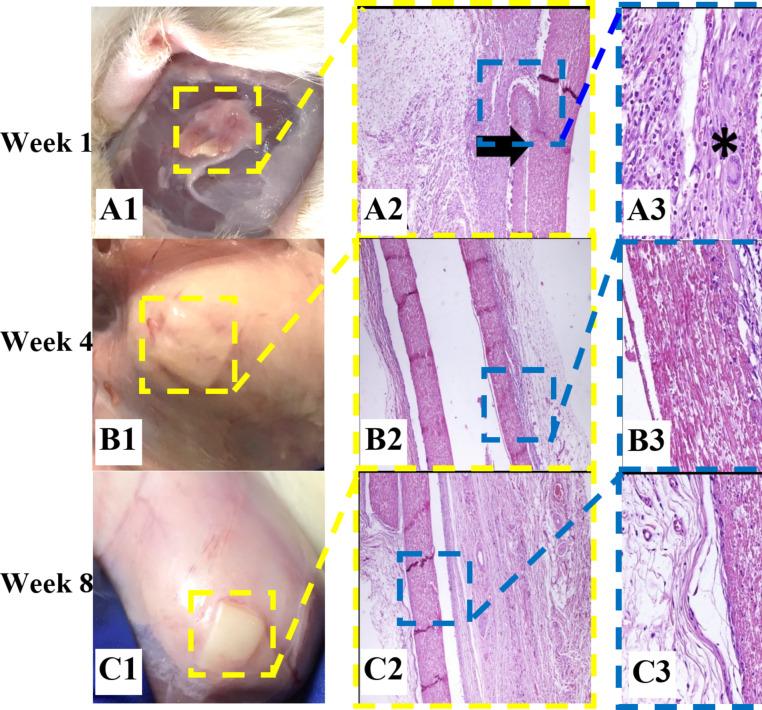 https://cdn.ncbi.nlm.nih.gov/pmc/blobs/01ca/11700202/5e48000eafd9/41598_2025_85131_Fig4_HTML.jpg