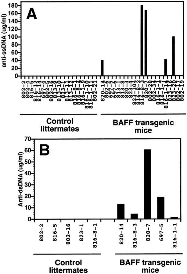 https://cdn.ncbi.nlm.nih.gov/pmc/blobs/01ca/2195729/434d3ac8c6e4/JEM991404.f7ab.jpg
