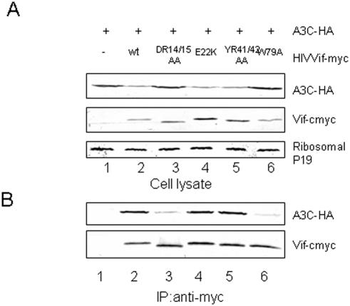 https://cdn.ncbi.nlm.nih.gov/pmc/blobs/01ca/2597746/7e3b4816b487/pone.0003963.g003.jpg
