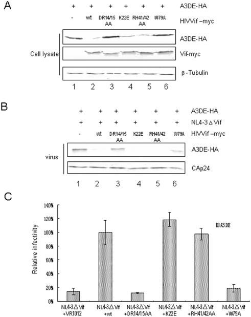 https://cdn.ncbi.nlm.nih.gov/pmc/blobs/01ca/2597746/82ca6ea5e2ff/pone.0003963.g004.jpg
