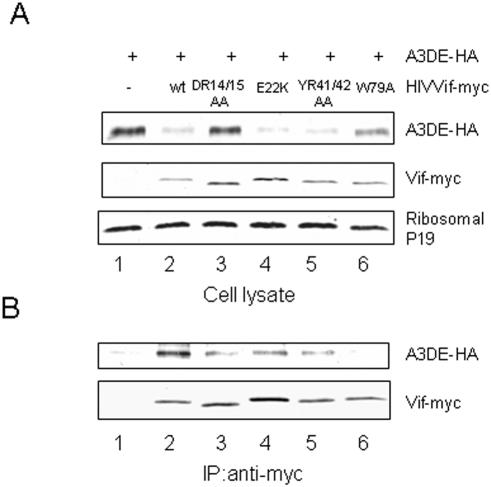 https://cdn.ncbi.nlm.nih.gov/pmc/blobs/01ca/2597746/dbd9808f0d74/pone.0003963.g005.jpg