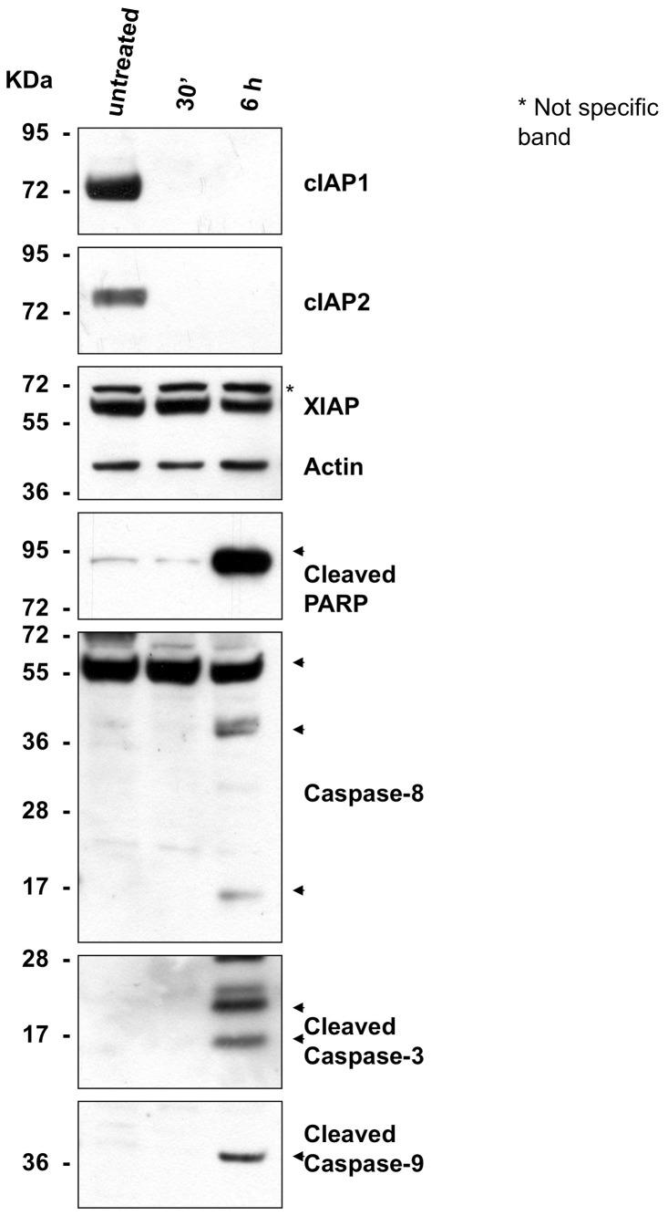 https://cdn.ncbi.nlm.nih.gov/pmc/blobs/01ca/3499469/058f9be52379/pone.0049527.g002.jpg