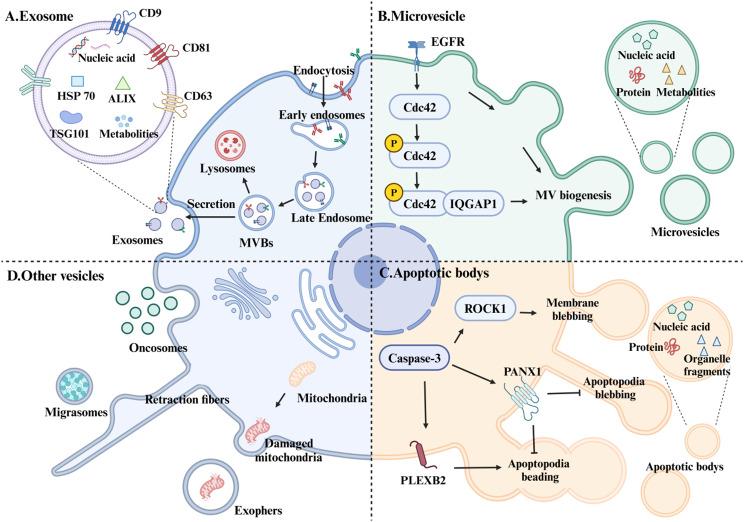 https://cdn.ncbi.nlm.nih.gov/pmc/blobs/01d1/12004682/e8dee8832393/13287_2025_4330_Fig1_HTML.jpg