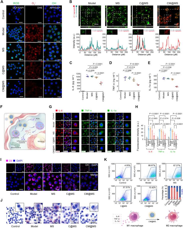 https://cdn.ncbi.nlm.nih.gov/pmc/blobs/01d2/12189970/1f7c6a60b01c/sciadv.adu3919-f6.jpg