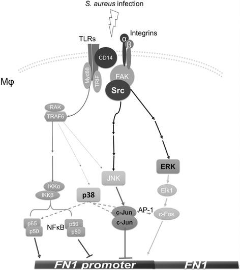 https://cdn.ncbi.nlm.nih.gov/pmc/blobs/01e0/5390343/c7d6f1d52056/12866_2017_1003_Fig6_HTML.jpg