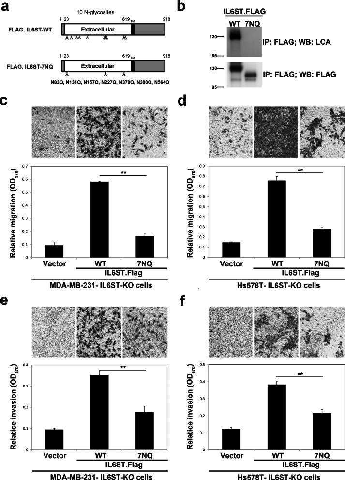 https://cdn.ncbi.nlm.nih.gov/pmc/blobs/01e0/8932202/7741f1c383c9/13058_2022_1513_Fig7_HTML.jpg