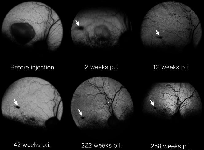 https://cdn.ncbi.nlm.nih.gov/pmc/blobs/01e1/11794707/f7303c5e94d9/41433_2024_3578_Fig5_HTML.jpg