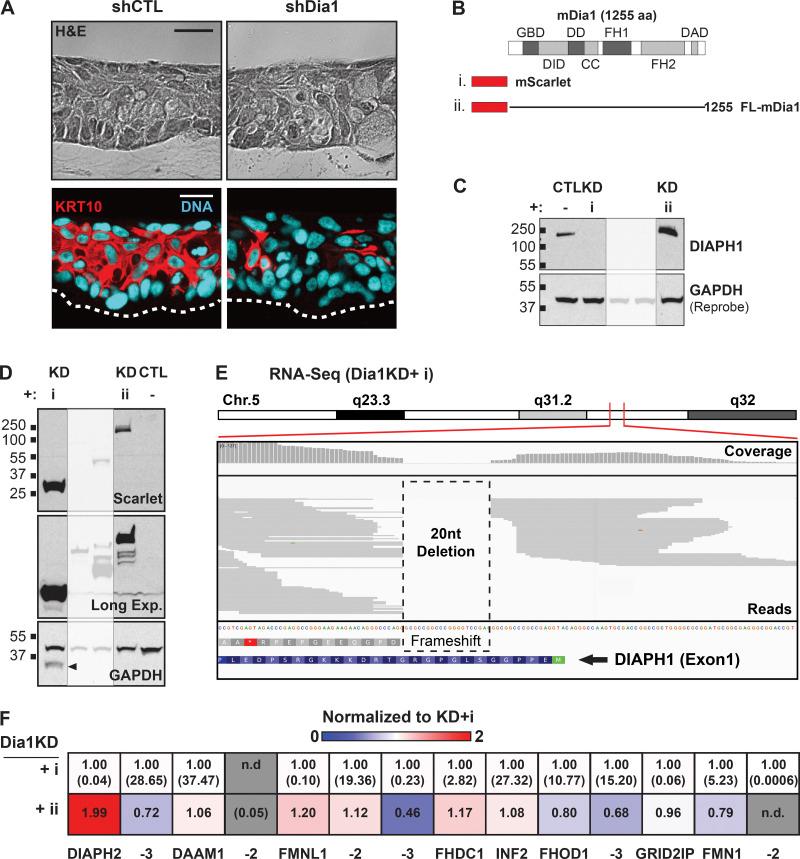 https://cdn.ncbi.nlm.nih.gov/pmc/blobs/01e1/8958268/49c9111aacf4/JCB_202101008_FigS5.jpg