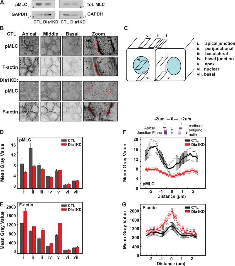 https://cdn.ncbi.nlm.nih.gov/pmc/blobs/01e1/8958268/5696dbd3a9ff/JCB_202101008_FigS13.jpg
