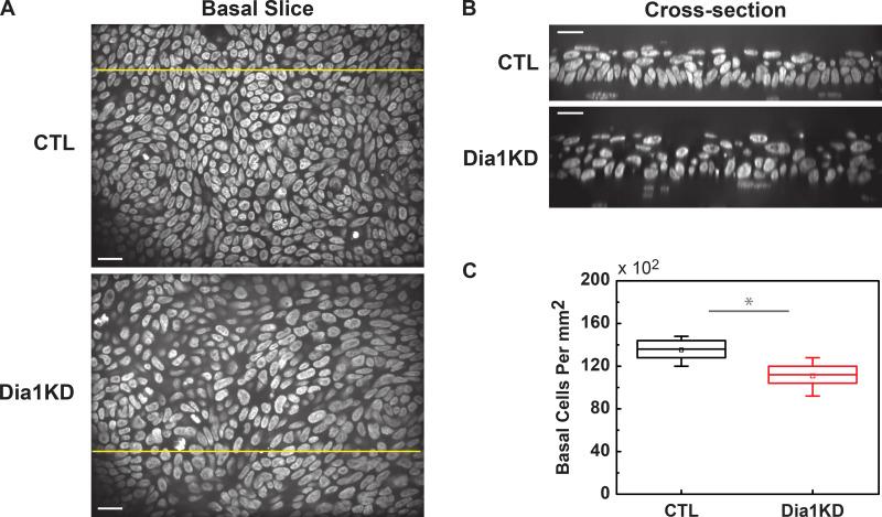 https://cdn.ncbi.nlm.nih.gov/pmc/blobs/01e1/8958268/8f36eee2fc1a/JCB_202101008_FigS4.jpg