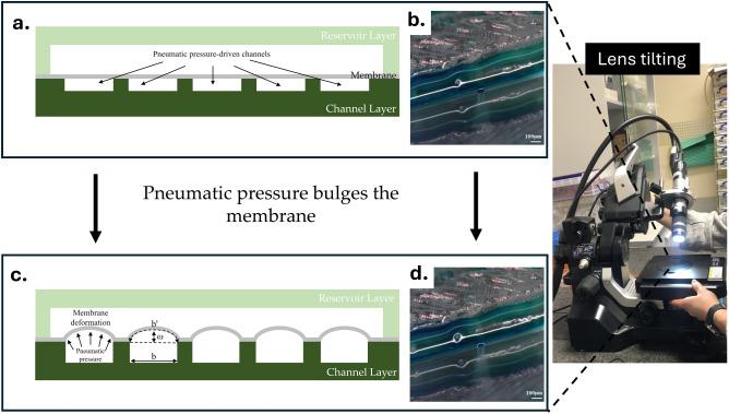 https://cdn.ncbi.nlm.nih.gov/pmc/blobs/01e2/12350671/d41a7394f23c/41598_2025_14187_Fig5_HTML.jpg