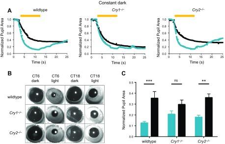 https://cdn.ncbi.nlm.nih.gov/pmc/blobs/01e9/6071063/17d0e03b429b/fj.201701165RRf6.jpg