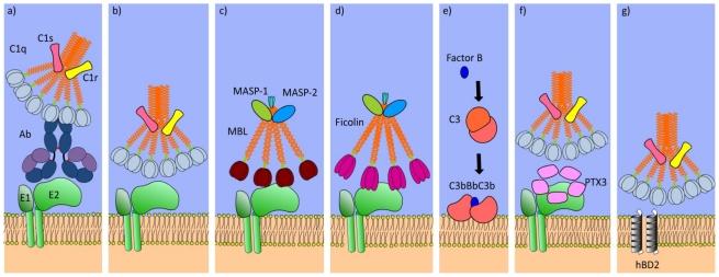 https://cdn.ncbi.nlm.nih.gov/pmc/blobs/01ec/3280516/14a40b85fdd5/viruses-04-00001-g002.jpg