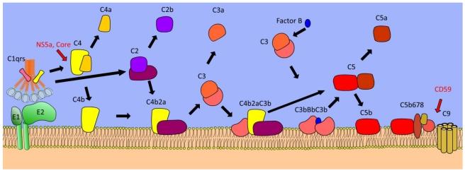 https://cdn.ncbi.nlm.nih.gov/pmc/blobs/01ec/3280516/c09f6d1f1060/viruses-04-00001-g003.jpg