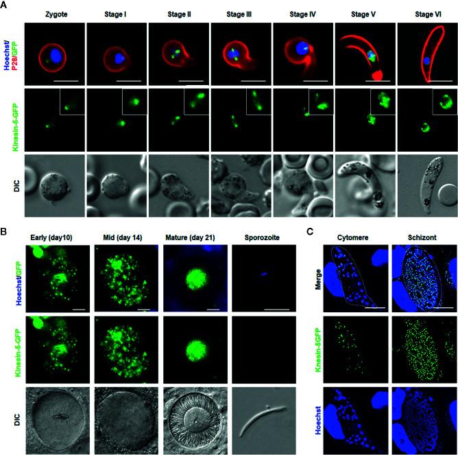 https://cdn.ncbi.nlm.nih.gov/pmc/blobs/01ec/7591757/fd54528635c8/fcimb-10-583812-g005.jpg