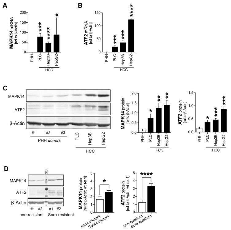 https://cdn.ncbi.nlm.nih.gov/pmc/blobs/01f6/7967205/5ae112aae6fe/cancers-13-01183-g001.jpg