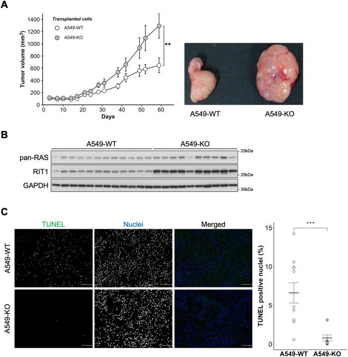 https://cdn.ncbi.nlm.nih.gov/pmc/blobs/01f7/10457367/2a0417b18c75/41419_2023_6072_Fig2_HTML.jpg