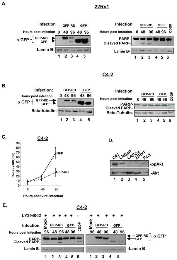 https://cdn.ncbi.nlm.nih.gov/pmc/blobs/01f8/2852245/2ec6a29d465d/nihms78288f5.jpg