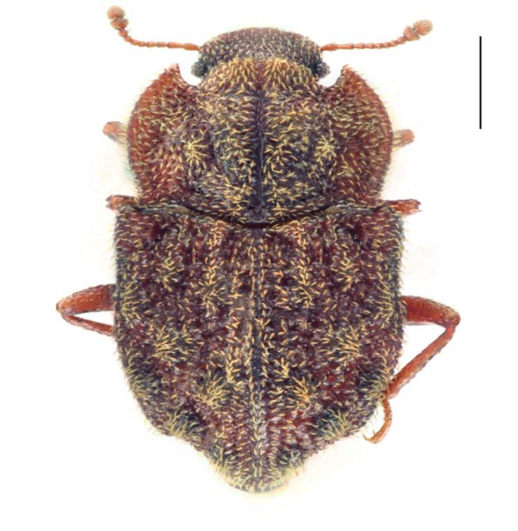 https://cdn.ncbi.nlm.nih.gov/pmc/blobs/01fe/5665008/0b0732e610b3/bdj-05-e14557-g031.jpg