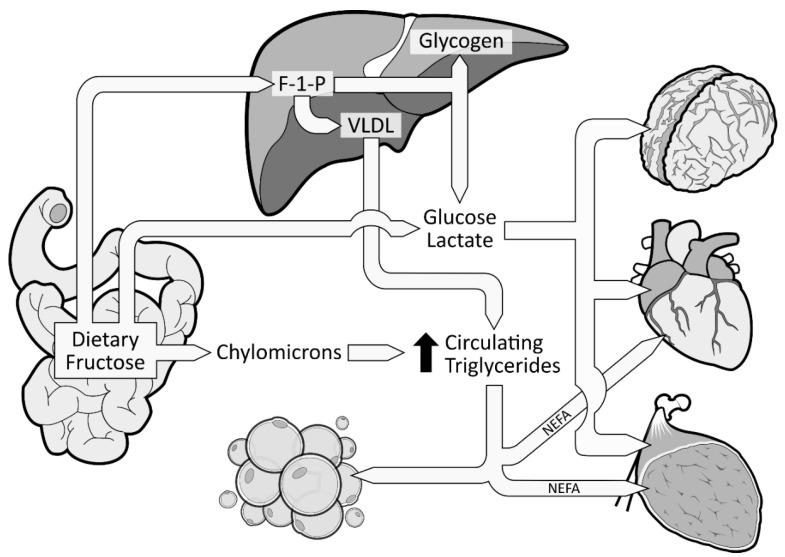 https://cdn.ncbi.nlm.nih.gov/pmc/blobs/01fe/6566863/557a3b759239/nutrients-11-01006-g002.jpg