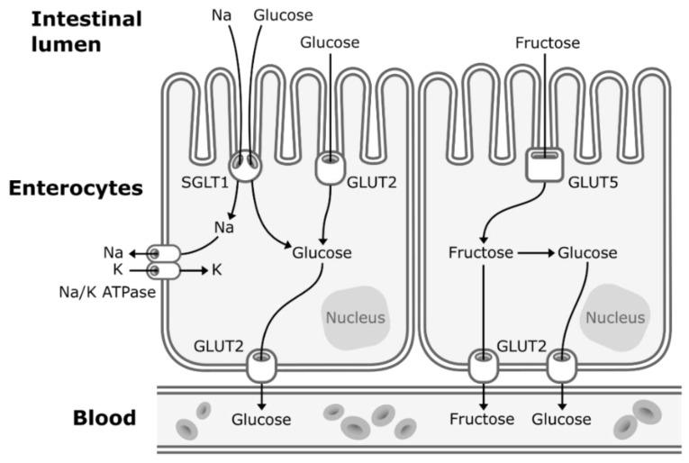 https://cdn.ncbi.nlm.nih.gov/pmc/blobs/01fe/6566863/c7f8ee7f9efd/nutrients-11-01006-g001.jpg