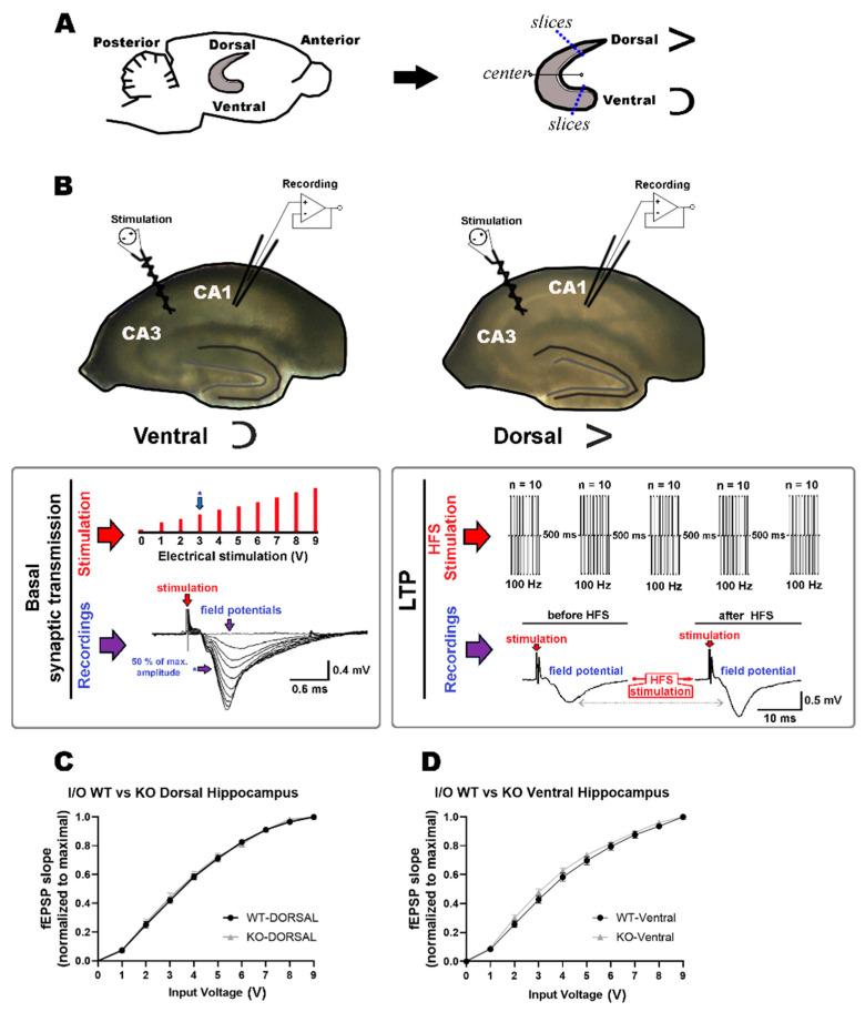 https://cdn.ncbi.nlm.nih.gov/pmc/blobs/01ff/10253409/63c03c7e288b/ijms-24-09565-g001.jpg