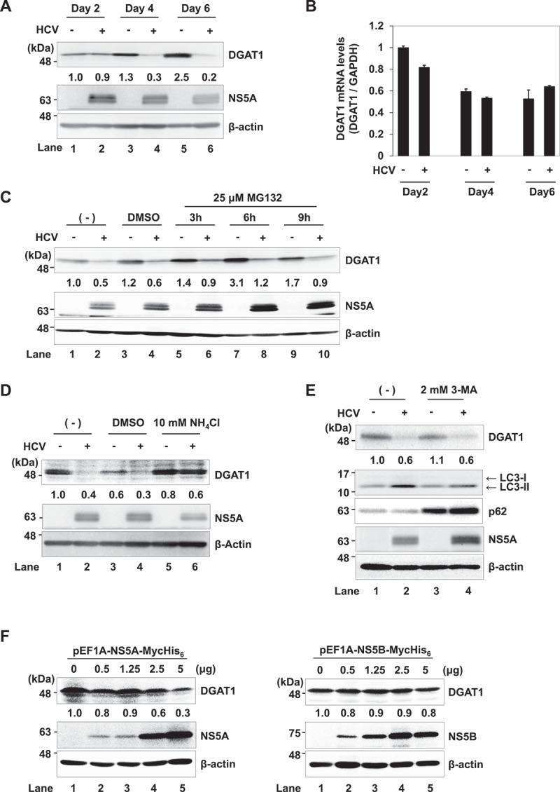 https://cdn.ncbi.nlm.nih.gov/pmc/blobs/01ff/11864691/f072dc7701cf/KAUO_A_2095591_F0003_B.jpg