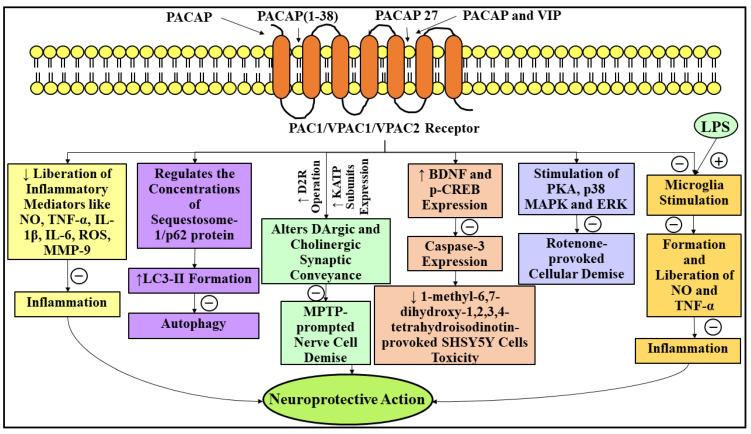 https://cdn.ncbi.nlm.nih.gov/pmc/blobs/01ff/9099669/3b483c8802a6/ijms-23-04565-g007.jpg