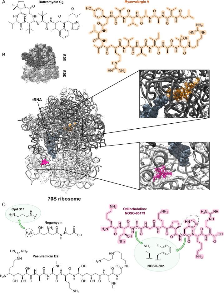 https://cdn.ncbi.nlm.nih.gov/pmc/blobs/0201/11878372/36b853f00aa3/ANIE-64-e202414325-g037.jpg
