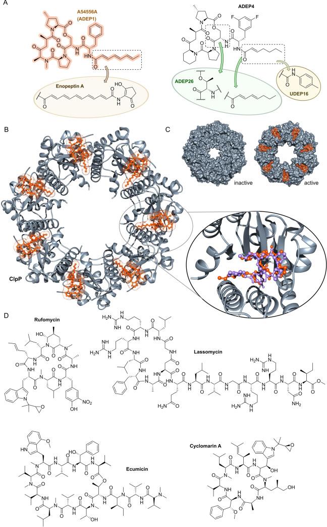 https://cdn.ncbi.nlm.nih.gov/pmc/blobs/0201/11878372/95acab7a3468/ANIE-64-e202414325-g029.jpg