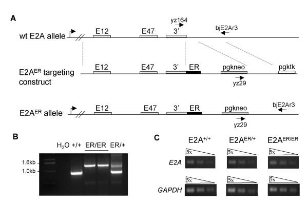 https://cdn.ncbi.nlm.nih.gov/pmc/blobs/0201/2765948/c95afe4d28ca/1471-213X-9-51-1.jpg
